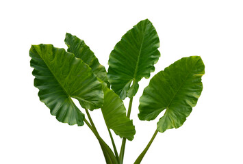 alocasia leaf, greenish home plant isolated on white background. botanical collection of wild and garden plants. beautiful objects of plants.