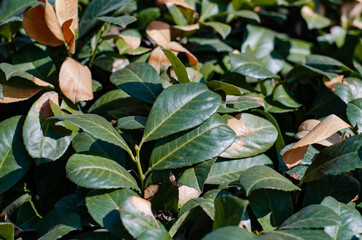 Fototapeta na wymiar Raindrops on green leaves. Tea tree. Ficus. Chrysanthemum. Green bush.