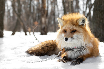 The red fox lies on the snow in the forest in a collar and on a chain. Animal abuse and domestication. Predator on a leash in a natural habitat. Domesticated wild animal. Exotic pet.