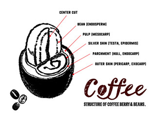 コーヒーチェリーとコーヒー豆の構造イラスト。中身の説明イラスト。 - obrazy, fototapety, plakaty