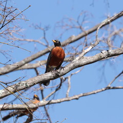 american robin (turdus migratorius) perched on maple tree branch in spring