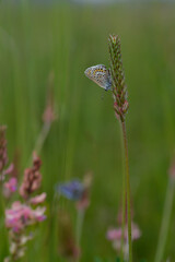 Common blue butterfly on a pink flower closed wings