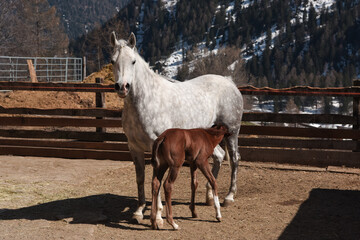 cavallo allattare cucciolo cavallo allatta neonato cavallino arabo 