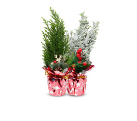 christmas tree beautiful decoration in pots isolated on white background​ with​ clipping ​path​