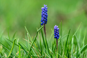 Blue wildflowers in a beautiful setting