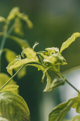 A leaf with a raindrop