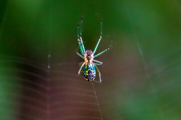 spider on the web