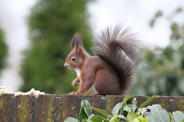 Red squirrel in the city