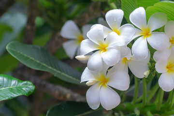Obraz na płótnie Canvas White plumeria flowers, tropical flowers, fragrant, popularly used as decorative and decorative flowers for inspiration of creativity and holidays.