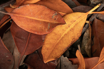 Nature dry leaf abstract style.