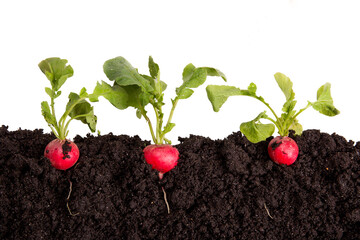 Radieschen im Erdreich