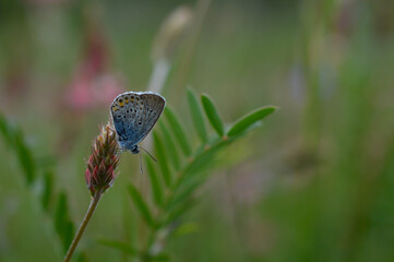 Common blue butterfly on a flower closed wings