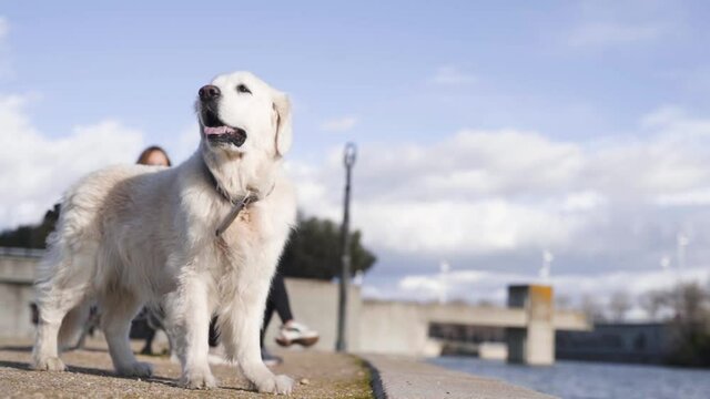 Golden retriever looking around in nature park