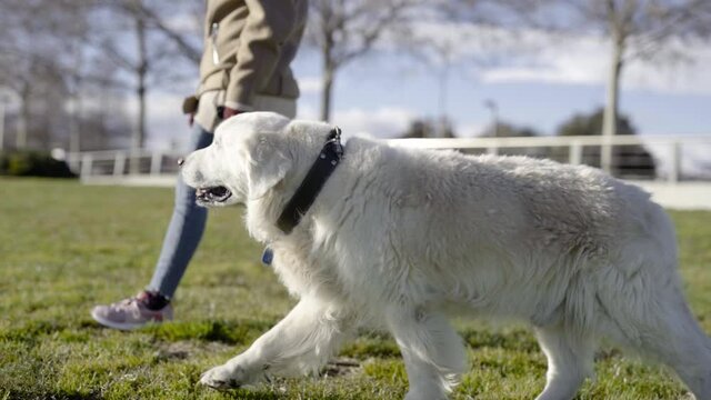 Golden retriever having a walk