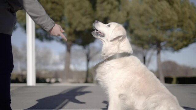 Golden retriever giving five in nature park