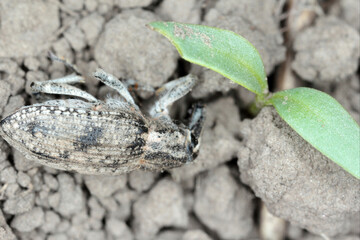 Damaged sugar beet seedling by Sugar beet weevil (Asproparthenis punctiventris formerly Bothynoderes punctiventris). It is an important pest of beet crops. Insect killed by seed mortar with insecticid