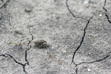 Sugarbeet weevil (Asproparthenis punctiventris formerly Bothynoderes punctiventris). It is an...