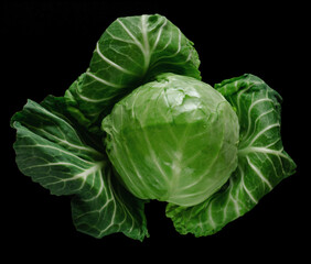 Head of green young fresh cabbage with loose leaves, on black background