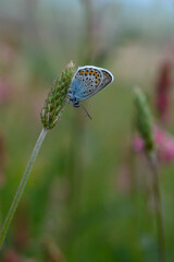 Common blue butterfly on a flower closed wings