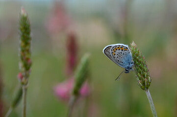 Common blue butterfly on a flower closed wings