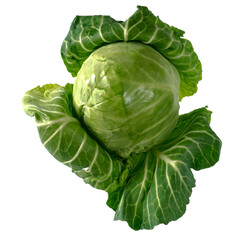 Head of green young fresh cabbage with fluffed leaves, on a white background in insulated