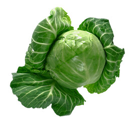 Head of green young fresh cabbage with fluffed leaves, on a white background in insulated