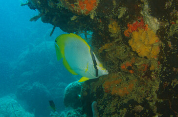 Fototapeta na wymiar underwater fish , coral reef , caribbean sea, Venezuela