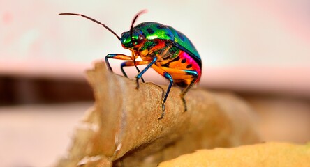 multi color bug on a leaf in spring season in Pakistan