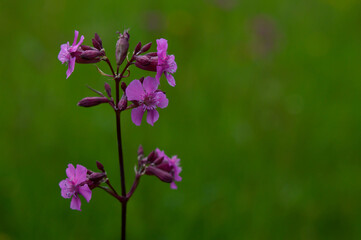 Red campion wild flowers - silene dioica,