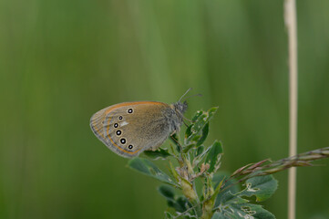 Small heath butterfly in nature, on a plant, close up