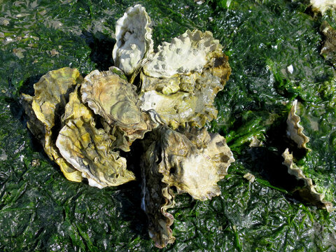 Pacific Oysters On The Beach