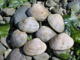 Manila Clams - Venerupis philippinarum