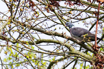 Pigeon sauvage perché dans un arbre qui attend le retoru de sa femelle