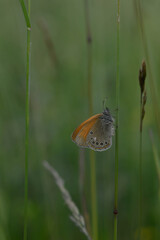 Small heath butterfly in nature, on a plant, close up