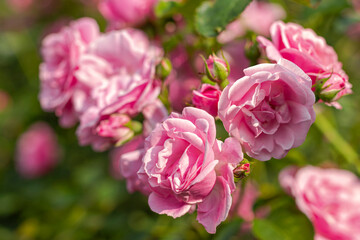 Pink rosebuds in the sunlight in the garden in the afternoon outdoors