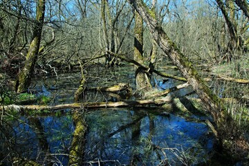 Czech Republic-view of a wetland in early spring near the town of Trutnov