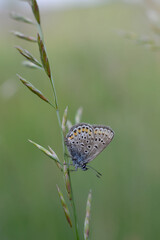 Small blue and grey butterfly in nature close up