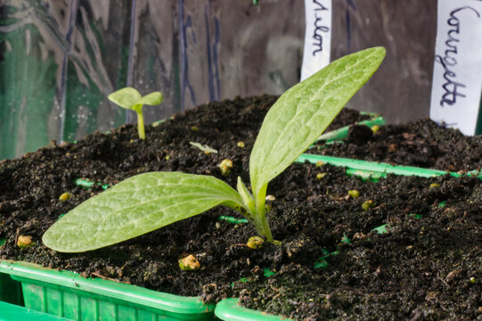 Jeune plan de courgettes qui sort de son semis deux semaines plus tard