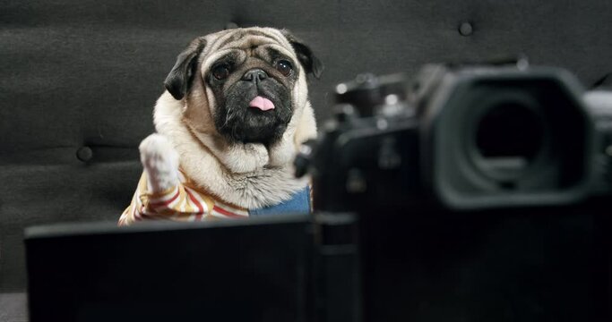 Portrait of cute pug dog vlog influencer waving hand to followers, subscribers. Make video for social media. Online vlog with camera. Creative content creator at home studio. Funny pet vlog concept. 