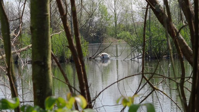 cisnes limpi&aacute;ndose en laguna salvaje con naturaleza