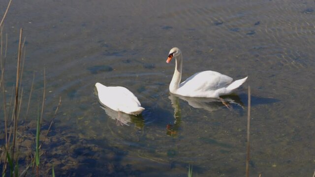 pareja de cisnes blancos pescando en rio 