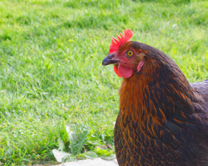 Poule noire de race marans qui se promène dans son enclos