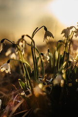 Leucojum vernum called spring snowflake.First spring white flower with green and yellow marks.Beautiful blooming flowers at sunset blurred background.Macro nature photo for wallpaper or greeting card.