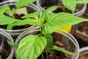 Close-up of leaves of young seedlings of bell pepper. Selective focus, bokeh.