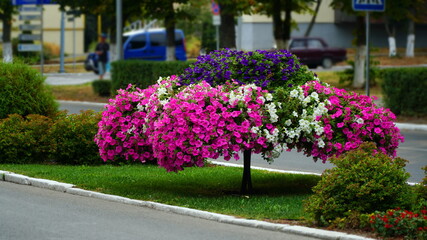 Calibrachoa in a flower basket on a lamp post. Magnificent calibrachoa bush in a hanging basket. Blooming petunia in a pot. Colorful multicolored bright flowers in hanging pots. Street decorations.