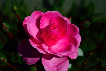 pink rose in garden of my home in Pakistan