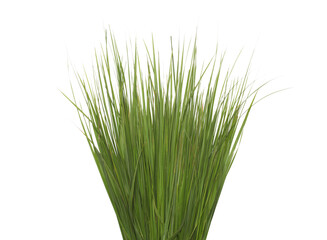 Close up green long grass isolated on a white background
