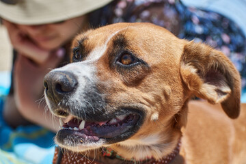 portrait of a dog