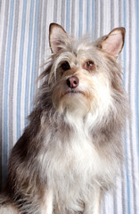 Cute fluffy dog portrait