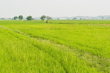 Green rice fields and weeds with white flowers in the fields
